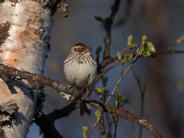 Pikkusirkku, Little Bunting, Emberiza pusilla