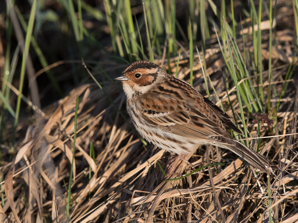Pikkusirkku, Little Bunting, Emberiza pusilla