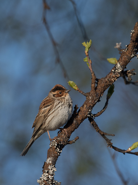 Pikkusirkku, Little Bunting, Emberiza pusilla