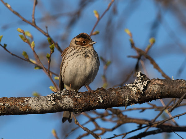 Pikkusirkku, Little Bunting, Emberiza pusilla