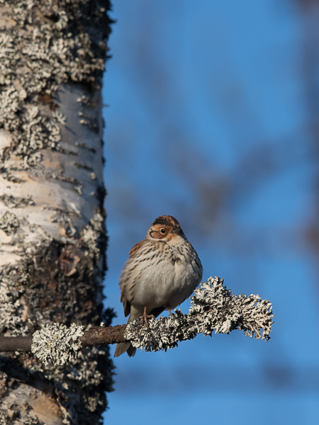 Pikkusirkku, Little Bunting, Emberiza pusilla