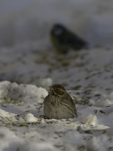 Pikkusirkku, Little Bunting, Emberiza pusilla