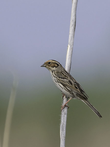 Pikkusirkku, Little Bunting, Emberiza pusilla