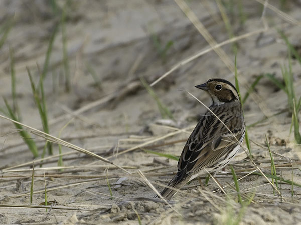 Pikkusirkku, Little Bunting, Emberiza pusilla