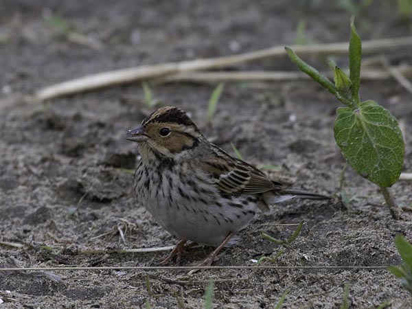 Pikkusirkku, Little Bunting, Emberiza pusilla