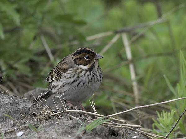 Pikkusirkku, Little Bunting, Emberiza pusilla