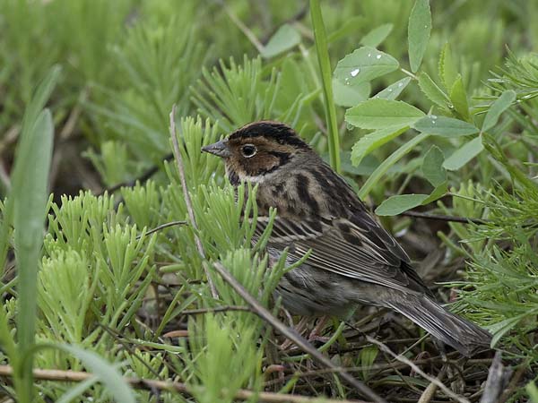 Pikkusirkku, Little Bunting, Emberiza pusilla