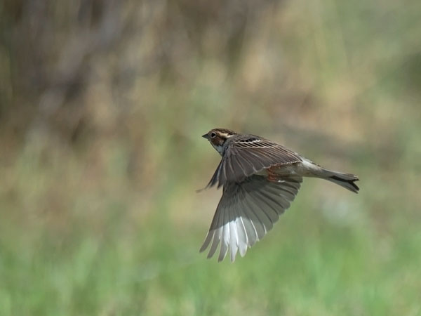 Pikkusirkku, Little Bunting, Emberiza pusilla
