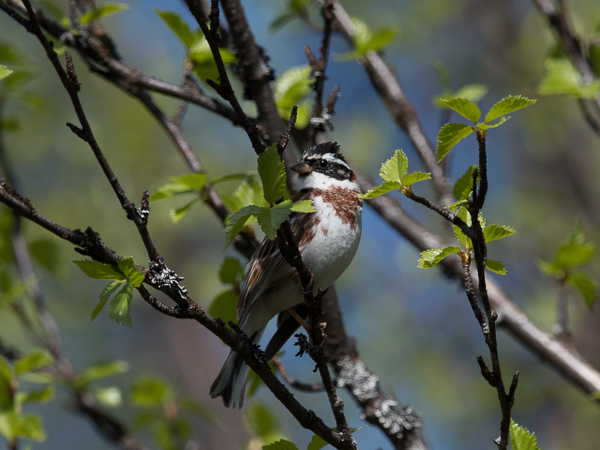 Pohjansirkku, Rustic Bunting, Emberiza rustica