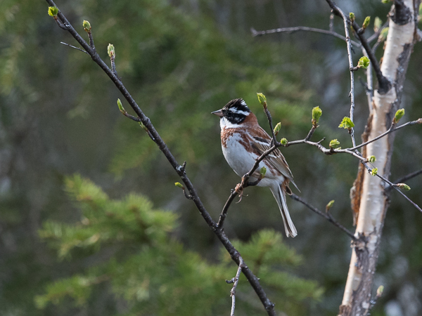 Pohjansirkku, Rustic Bunting, Emberiza rustica