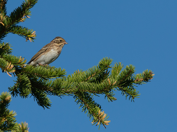 Pohjansirkku, Rustic Bunting, Emberiza rustica