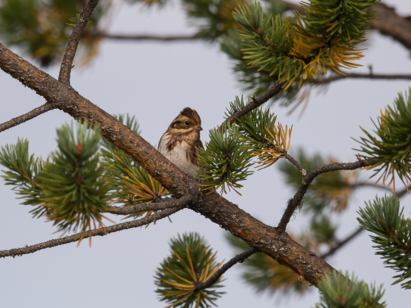 Pohjansirkku, Rustic Bunting, Emberiza rustica