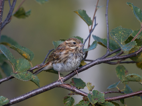 Pohjansirkku, Rustic Bunting, Emberiza rustica