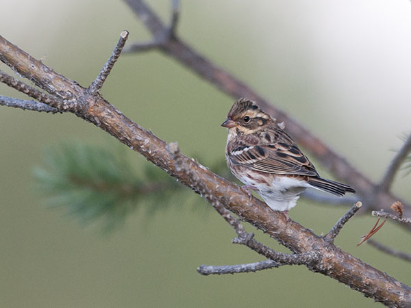 Pohjansirkku, Rustic Bunting, Emberiza rustica