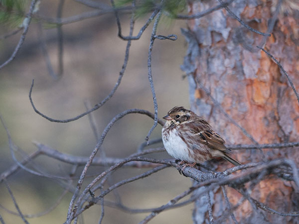 Pohjansirkku, Rustic Bunting, Emberiza rustica