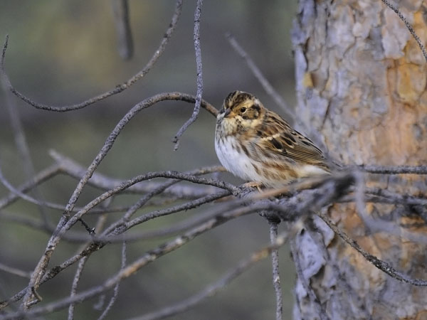 Pohjansirkku, Rustic Bunting, Emberiza rustica