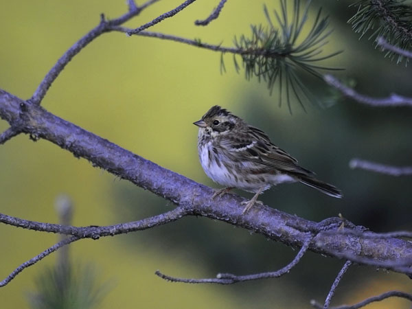 Pohjansirkku, Rustic Bunting, Emberiza rustica