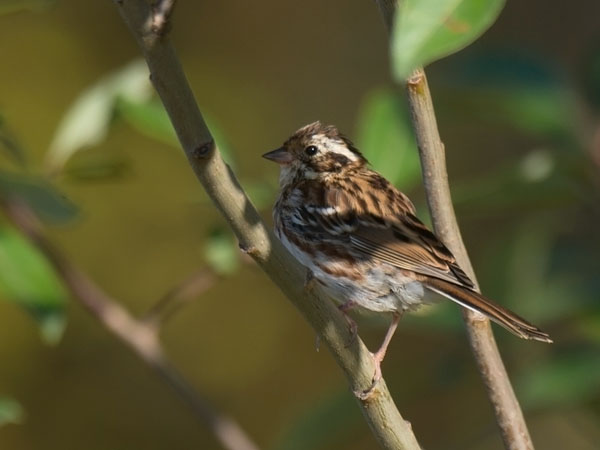 Pohjansirkku, Rustic Bunting, Emberiza rustica