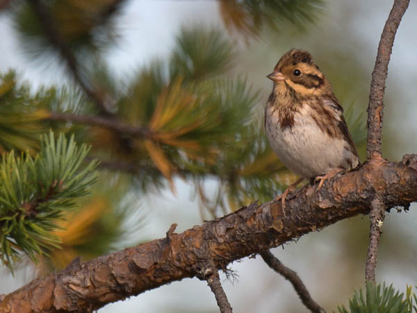 Pohjansirkku, Rustic Bunting, Emberiza rustica