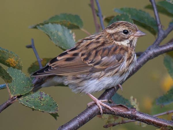Pohjansirkku, Rustic Bunting, Emberiza rustica