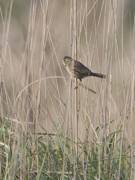 Kastanjasirkku, Chestnut Bunting, Emberiza rutila