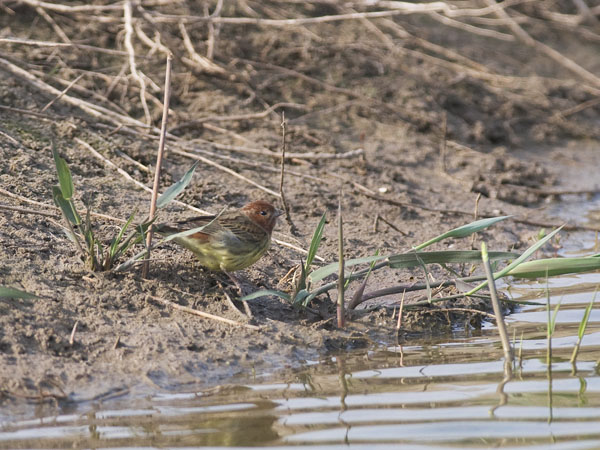 Kastanjasirkku, Chestnut Bunting, Emberiza rutila