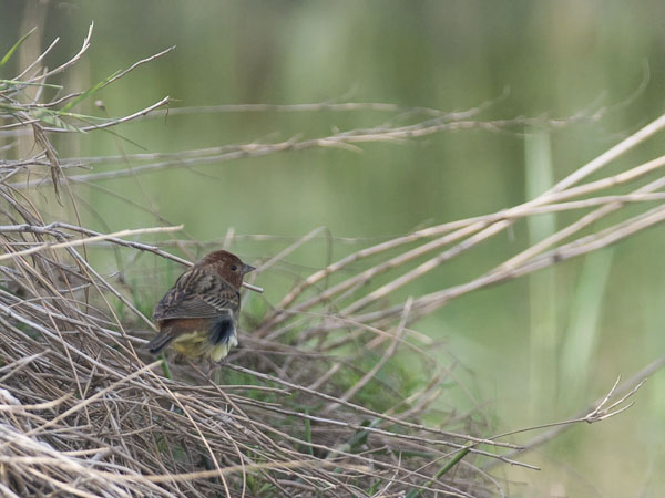 Kastanjasirkku, Chestnut Bunting, Emberiza rutila
