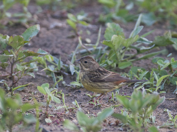 Kastanjasirkku, Chestnut Bunting, Emberiza rutila
