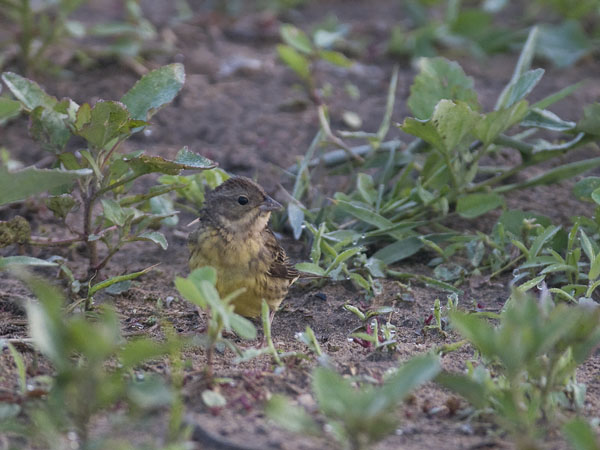 Kastanjasirkku, Chestnut Bunting, Emberiza rutila