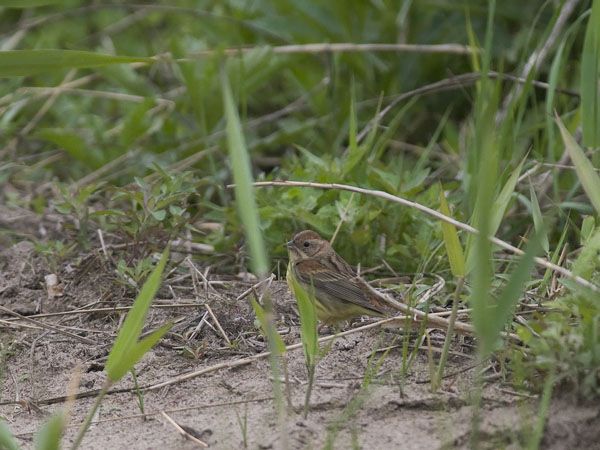 Kastanjasirkku, Chestnut Bunting, Emberiza rutila