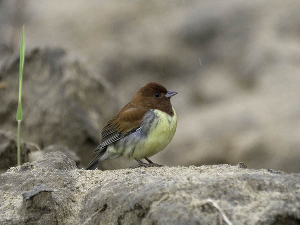 Kastanjasirkku, Chestnut Bunting, Emberiza rutila
