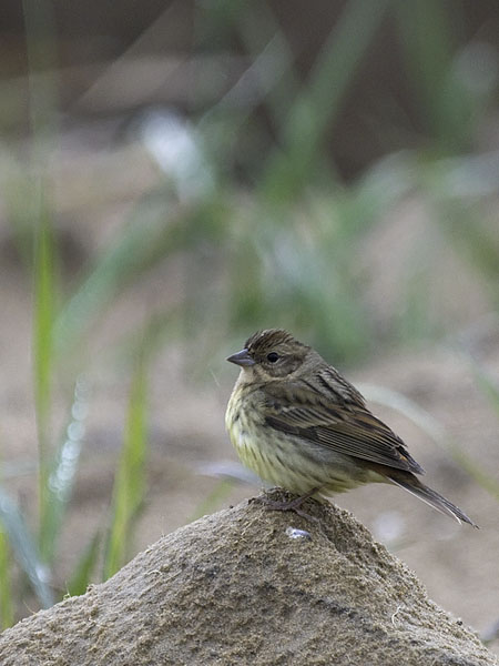 Kastanjasirkku, Chestnut Bunting, Emberiza rutila