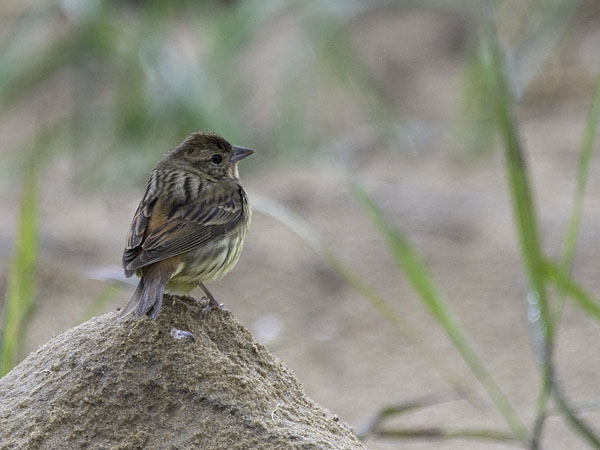 Kastanjasirkku, Chestnut Bunting, Emberiza rutila