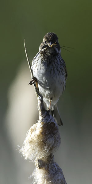 Pajusirkku, Common Reed Bunting, Emberiza schoeniclus