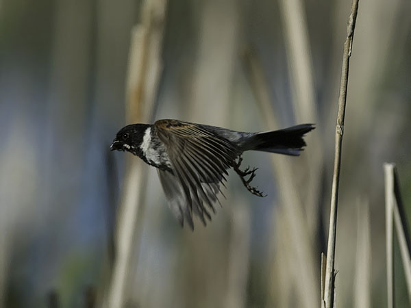 Pajusirkku, Common Reed Bunting, Emberiza schoeniclus