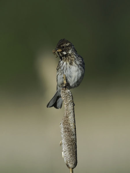 Pajusirkku, Common Reed Bunting, Emberiza schoeniclus