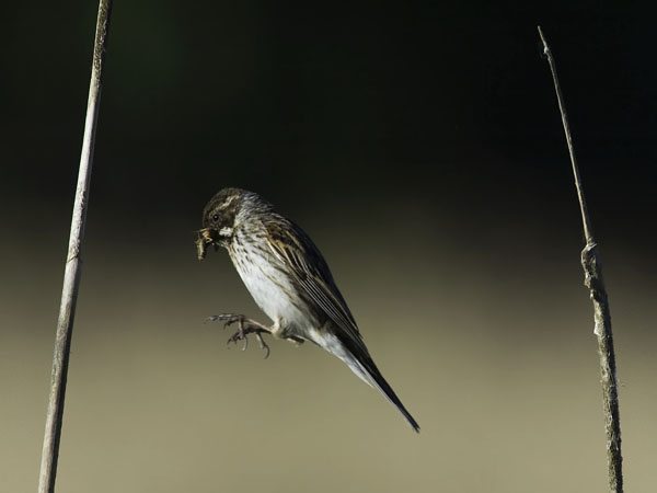 Pajusirkku, Common Reed Bunting, Emberiza schoeniclus