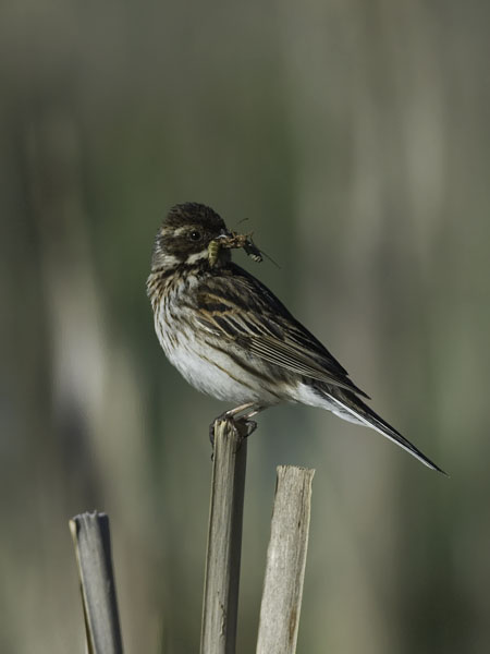 Pajusirkku, Common Reed Bunting, Emberiza schoeniclus