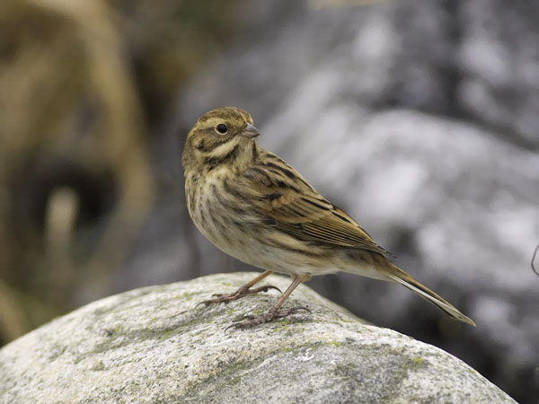 Pajusirkku, Common Reed Bunting, Emberiza schoeniclus