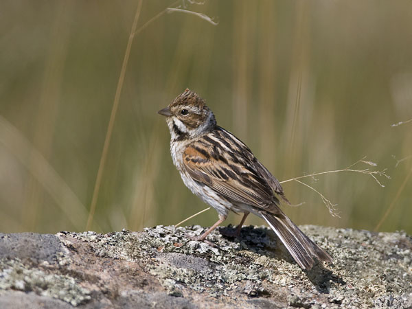Pajusirkku, Common Reed Bunting, Emberiza schoeniclus