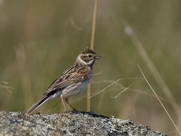 Pajusirkku, Common Reed Bunting, Emberiza schoeniclus