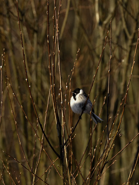 Pajusirkku, Common Reed Bunting, Emberiza schoeniclus