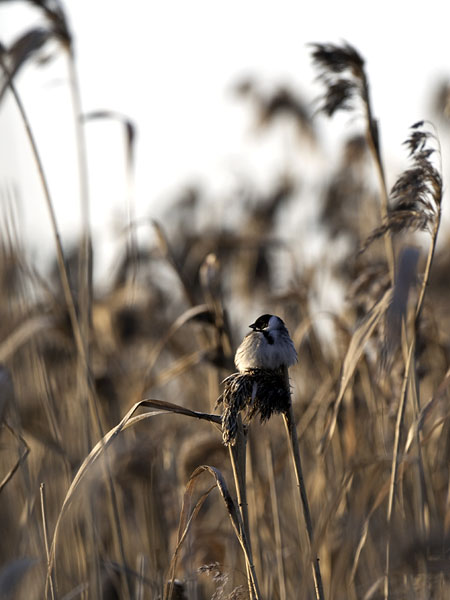 Pajusirkku, Common Reed Bunting, Emberiza schoeniclus