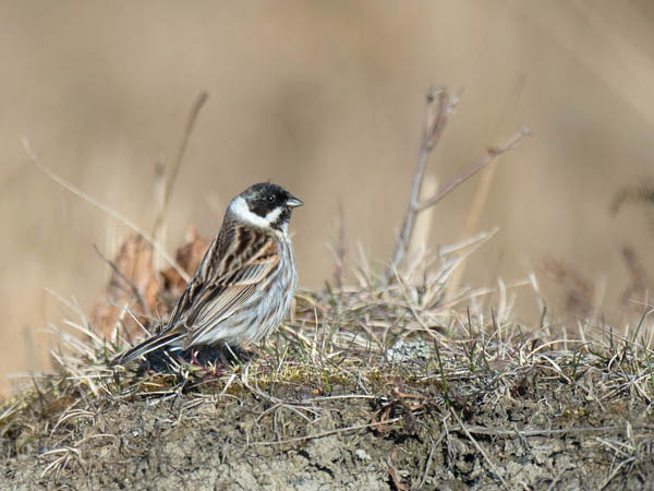 Pajusirkku, Common Reed Bunting, Emberiza schoeniclus
