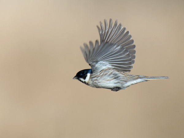 Pajusirkku, Common Reed Bunting, Emberiza schoeniclus