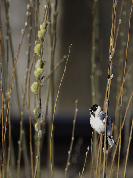 Pajusirkku, Common Reed Bunting, Emberiza schoeniclus
