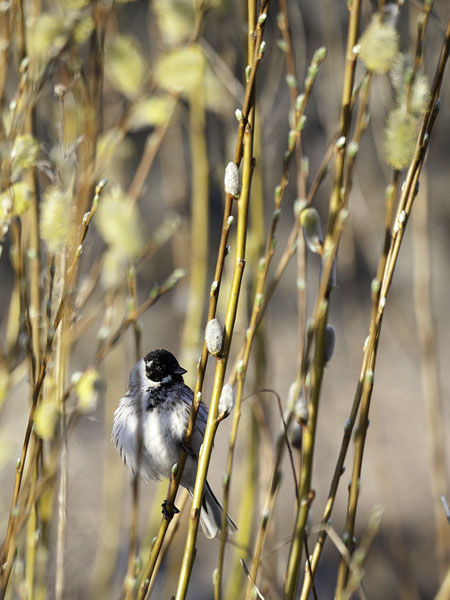 Pajusirkku, Common Reed Bunting, Emberiza schoeniclus