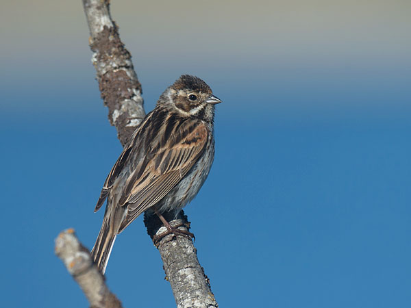 Pajusirkku, Common Reed Bunting, Emberiza schoeniclus