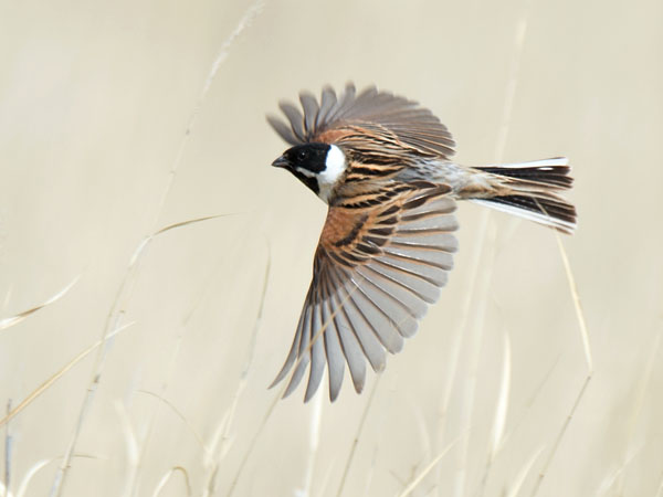 Pajusirkku, Common Reed Bunting, Emberiza schoeniclus