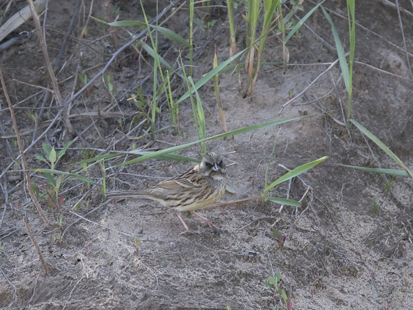 Harmaapääsirkku, Black-faced Bunting, Emberiza spodocephala